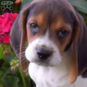 Camper, Beagle Puppy
