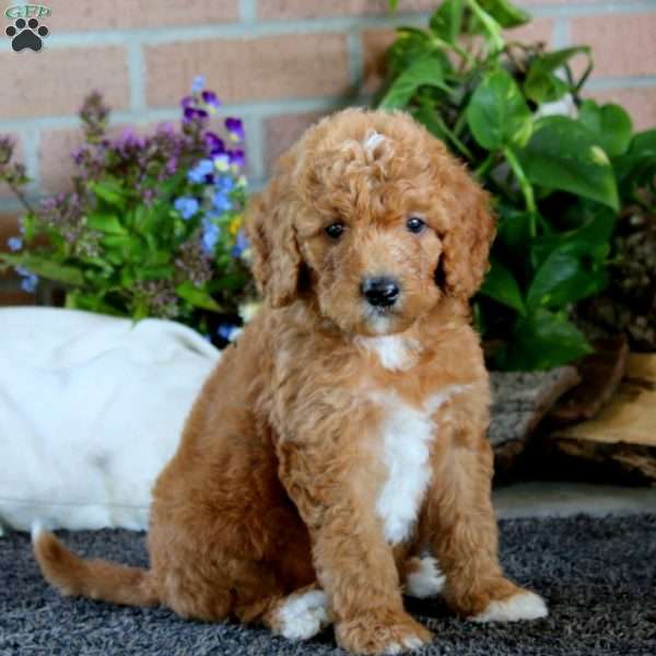 Canada, Goldendoodle Puppy