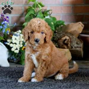 Canada, Goldendoodle Puppy