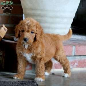 Canada, Goldendoodle Puppy