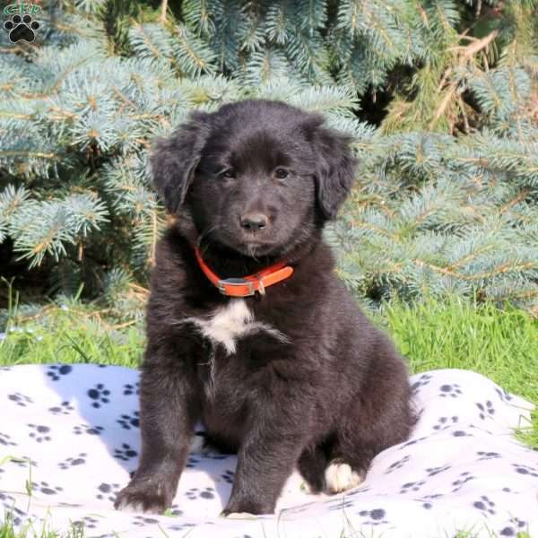 Candy, Golden Retriever Mix Puppy