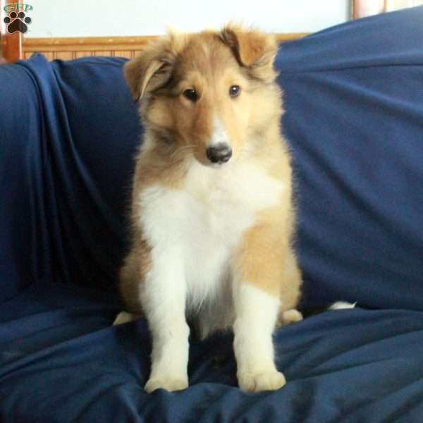 Candy, Collie Puppy