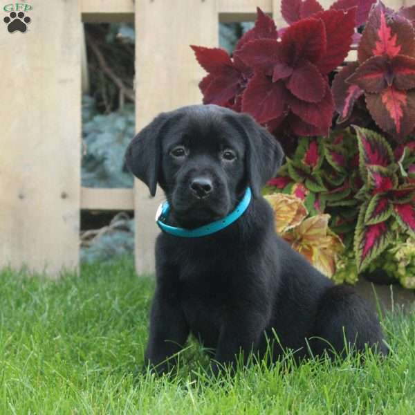 Candy, Black Labrador Retriever Puppy