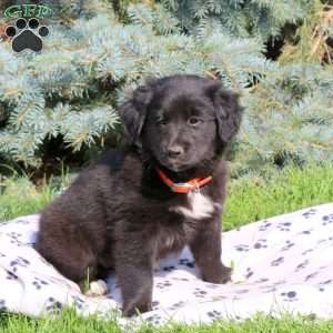 Candy, Golden Retriever Mix Puppy