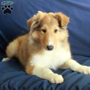 Candy, Collie Puppy