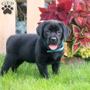 Candy, Black Labrador Retriever Puppy