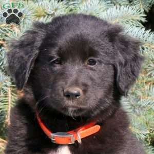 Candy, Golden Retriever Mix Puppy