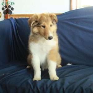 Candy, Collie Puppy