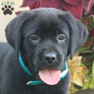 Candy, Black Labrador Retriever Puppy