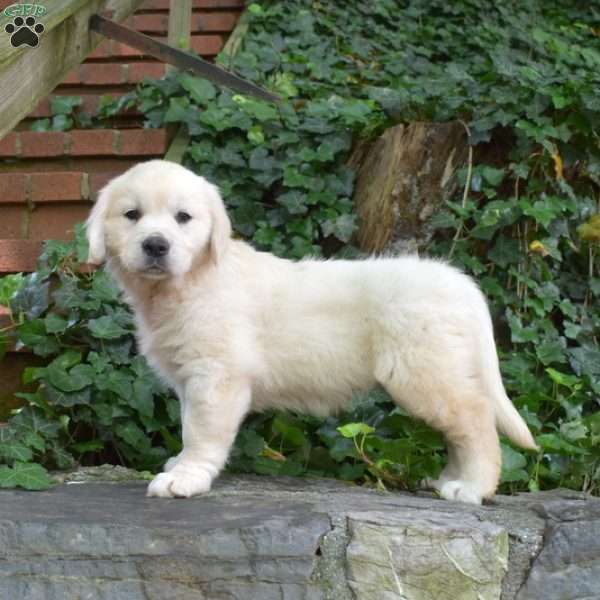 Cappuccino, English Cream Golden Retriever Puppy