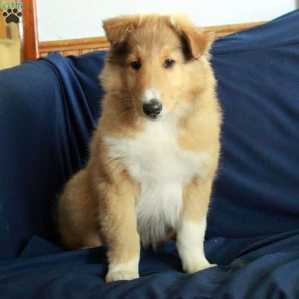 Captain, Collie Puppy