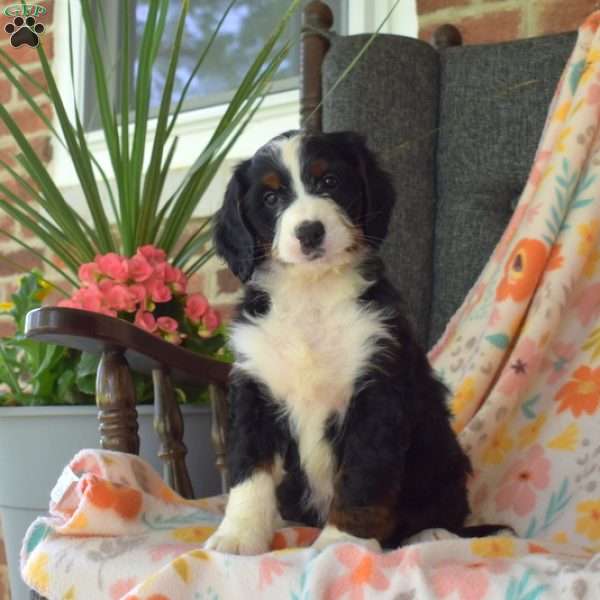 Captain, Mini Bernedoodle Puppy
