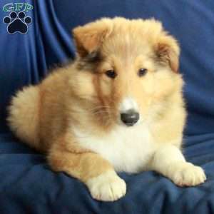 Captain, Collie Puppy
