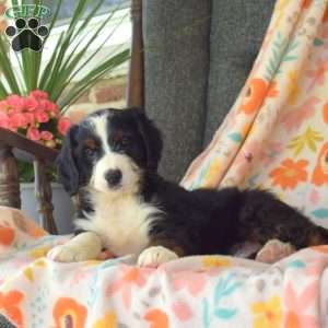 Captain, Mini Bernedoodle Puppy