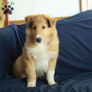 Captain, Collie Puppy