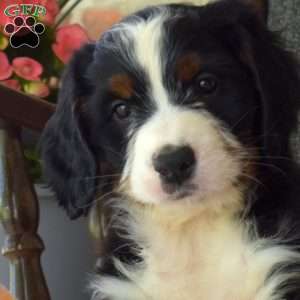 Captain, Mini Bernedoodle Puppy