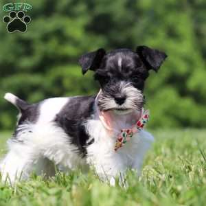 Cara, Miniature Schnauzer Puppy