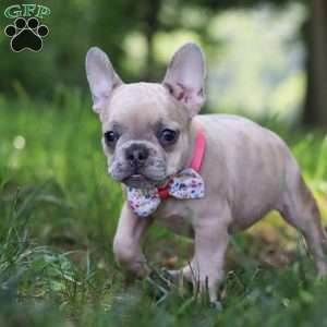 Cara, French Bulldog Puppy