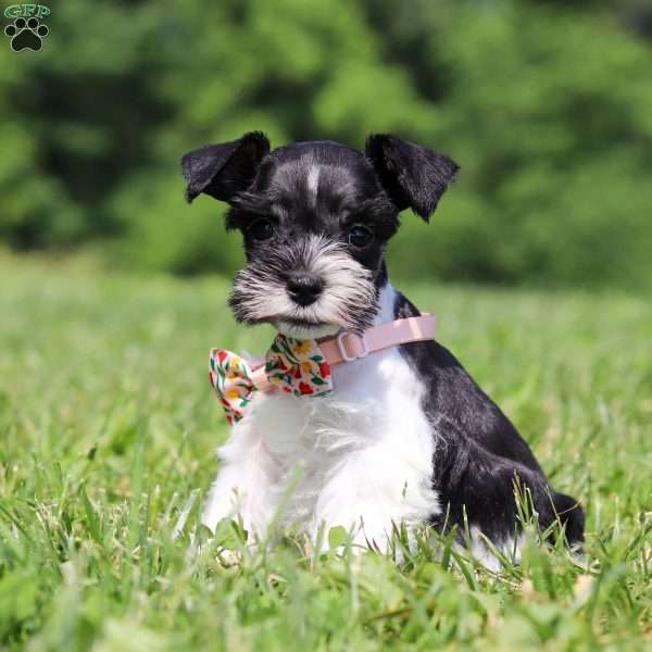 Cara, Miniature Schnauzer Puppy