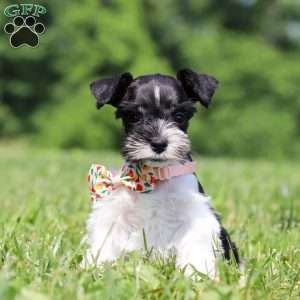 Cara, Miniature Schnauzer Puppy