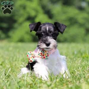 Cara, Miniature Schnauzer Puppy