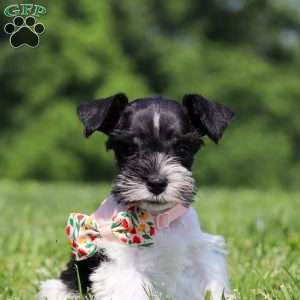 Cara, Miniature Schnauzer Puppy