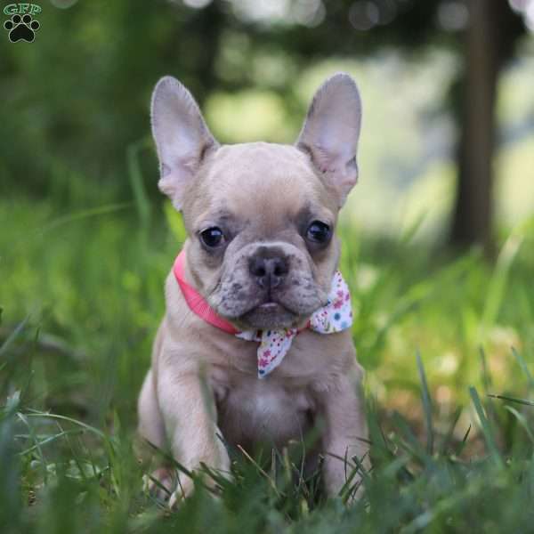 Cara, French Bulldog Puppy