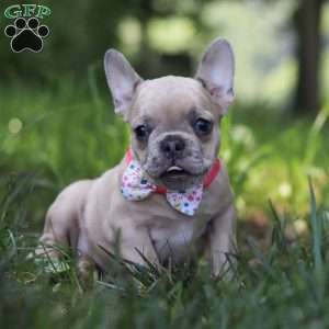 Cara, French Bulldog Puppy