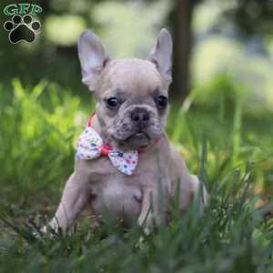 Cara, French Bulldog Puppy