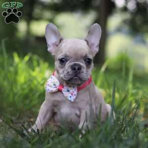 Cara, French Bulldog Puppy