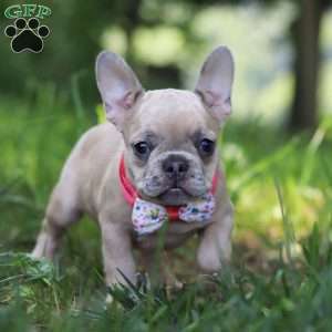 Cara, French Bulldog Puppy