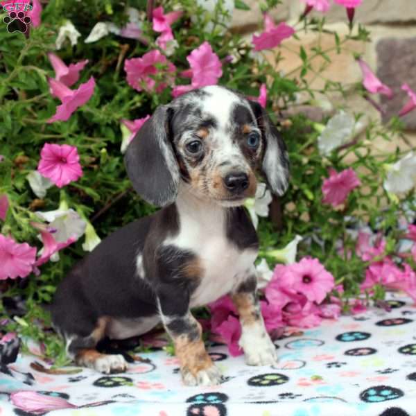 Cara, Dachshund Puppy