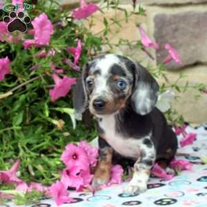 Cara, Dachshund Puppy