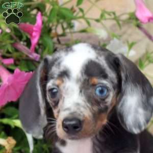 Cara, Dachshund Puppy