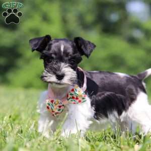 Cara, Miniature Schnauzer Puppy