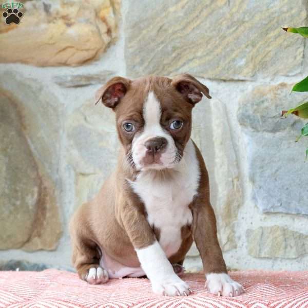 Caramel, Boston Terrier Puppy