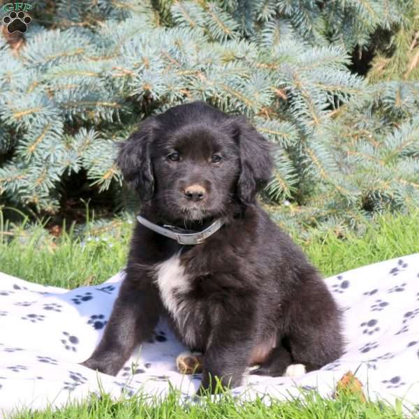 Caramel, Golden Retriever Mix Puppy