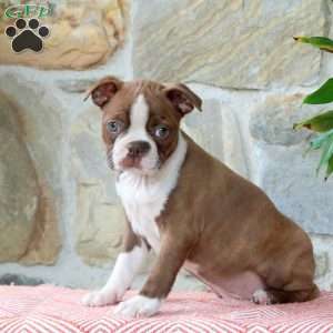 Caramel, Boston Terrier Puppy