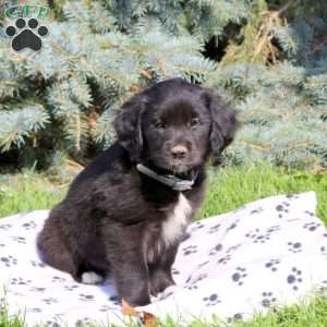 Caramel, Golden Retriever Mix Puppy