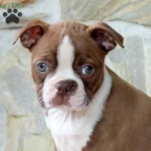Caramel, Boston Terrier Puppy