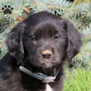Caramel, Golden Retriever Mix Puppy