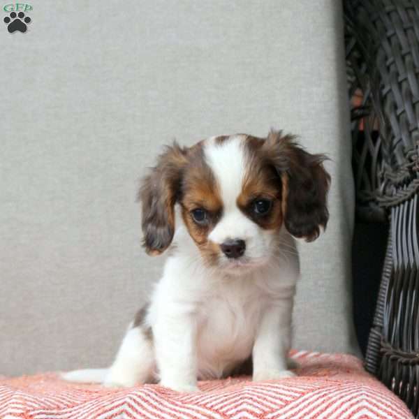 Caramel Vanilla, Cavalier King Charles Mix Puppy
