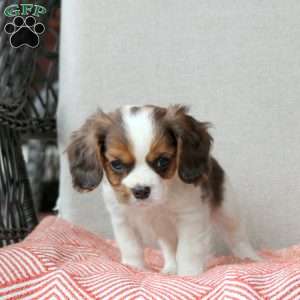 Caramel Vanilla, Cavalier King Charles Mix Puppy