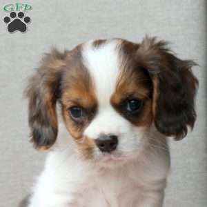 Caramel Vanilla, Cavalier King Charles Mix Puppy