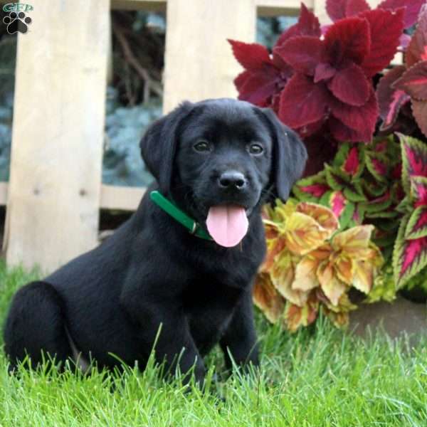 Carl, Black Labrador Retriever Puppy