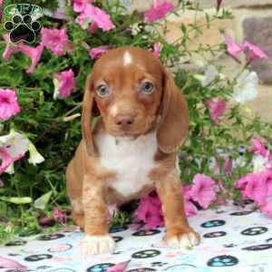 Carl, Dachshund Puppy