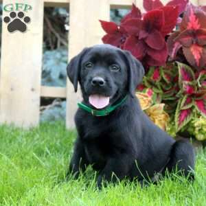 Carl, Black Labrador Retriever Puppy