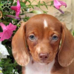 Carl, Dachshund Puppy