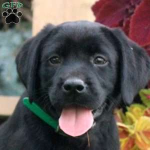 Carl, Black Labrador Retriever Puppy