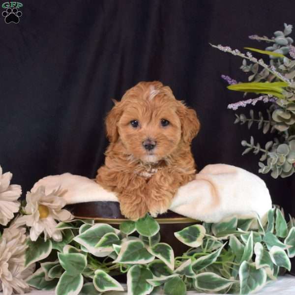Carly, Maltipoo Puppy